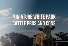 Miniature White Park Cattle