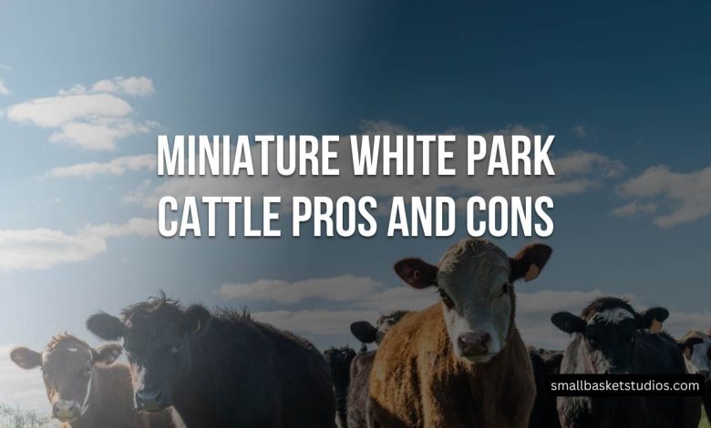 Miniature White Park Cattle